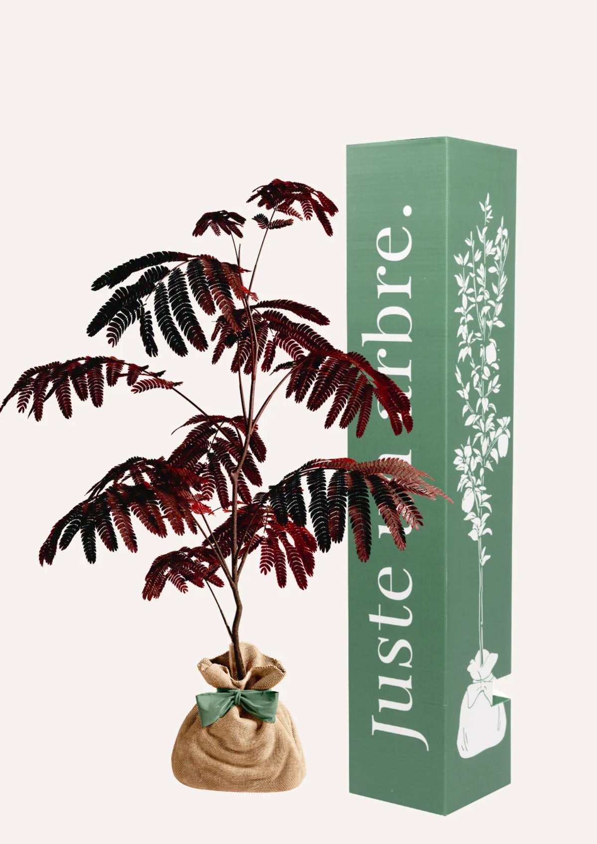 Ficha de mantenimiento: Albizia "Summer Chocolate"