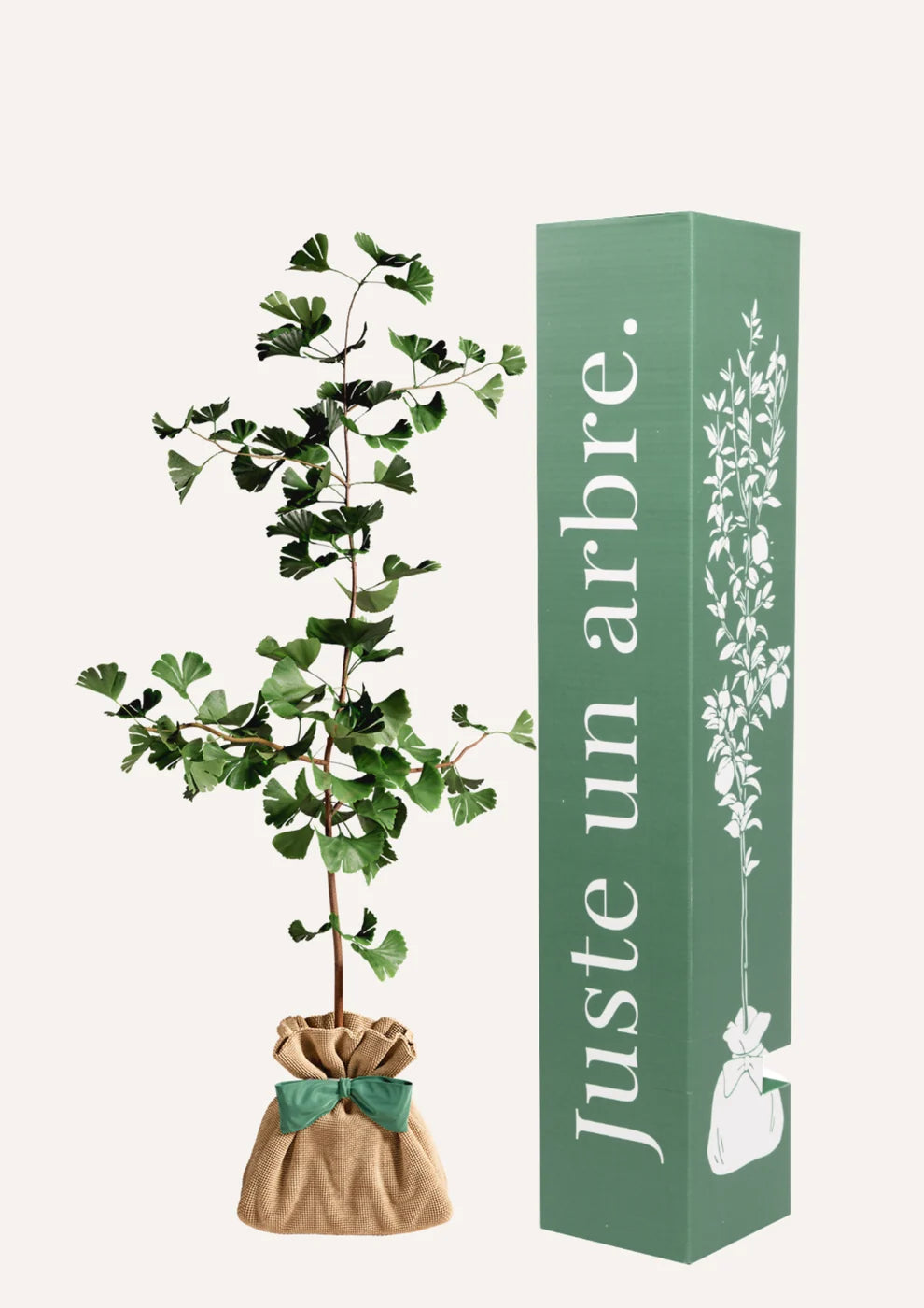 Ficha de mantenimiento: Ginkgo Biloba