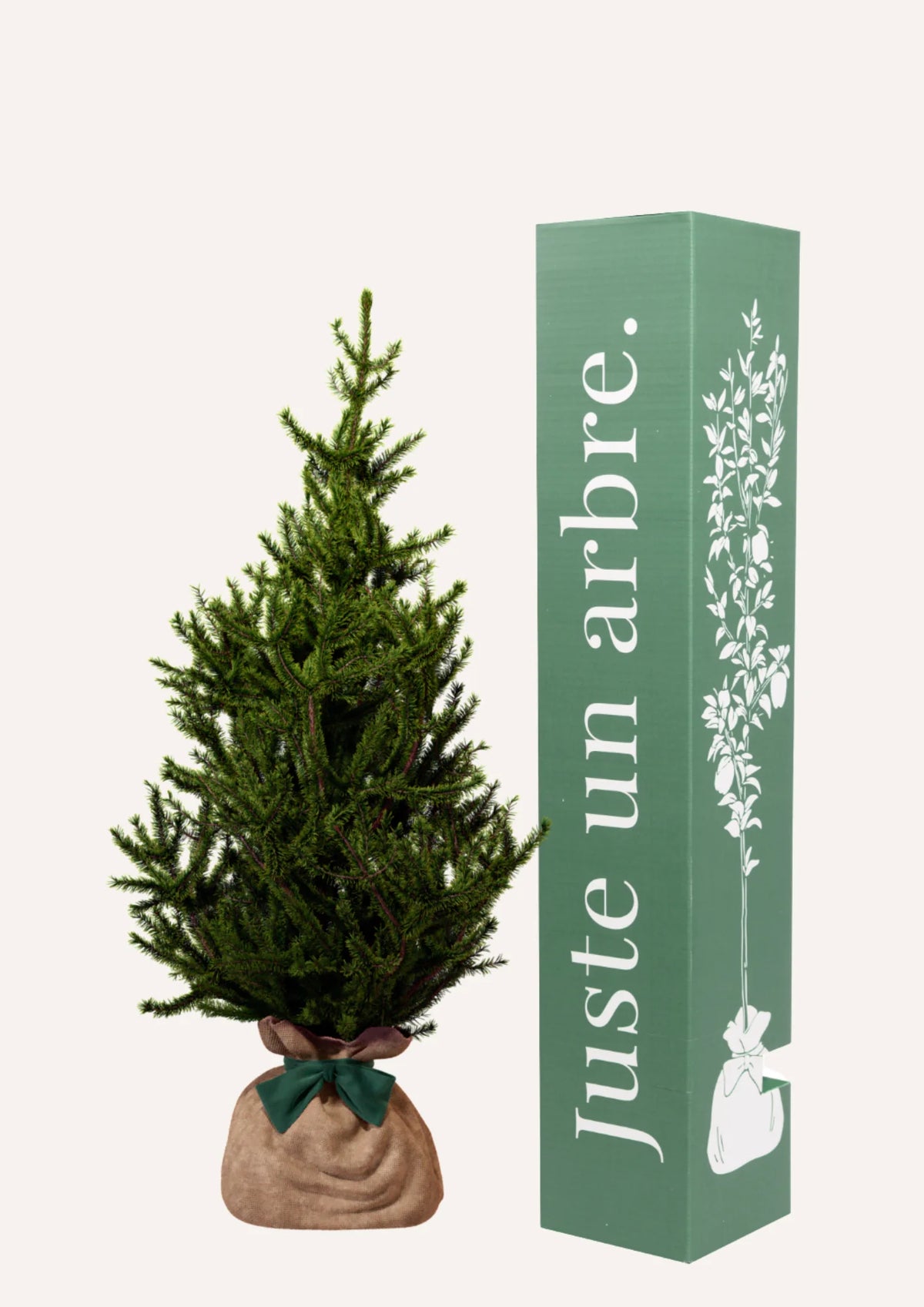 Ficha de mantenimiento: Picea