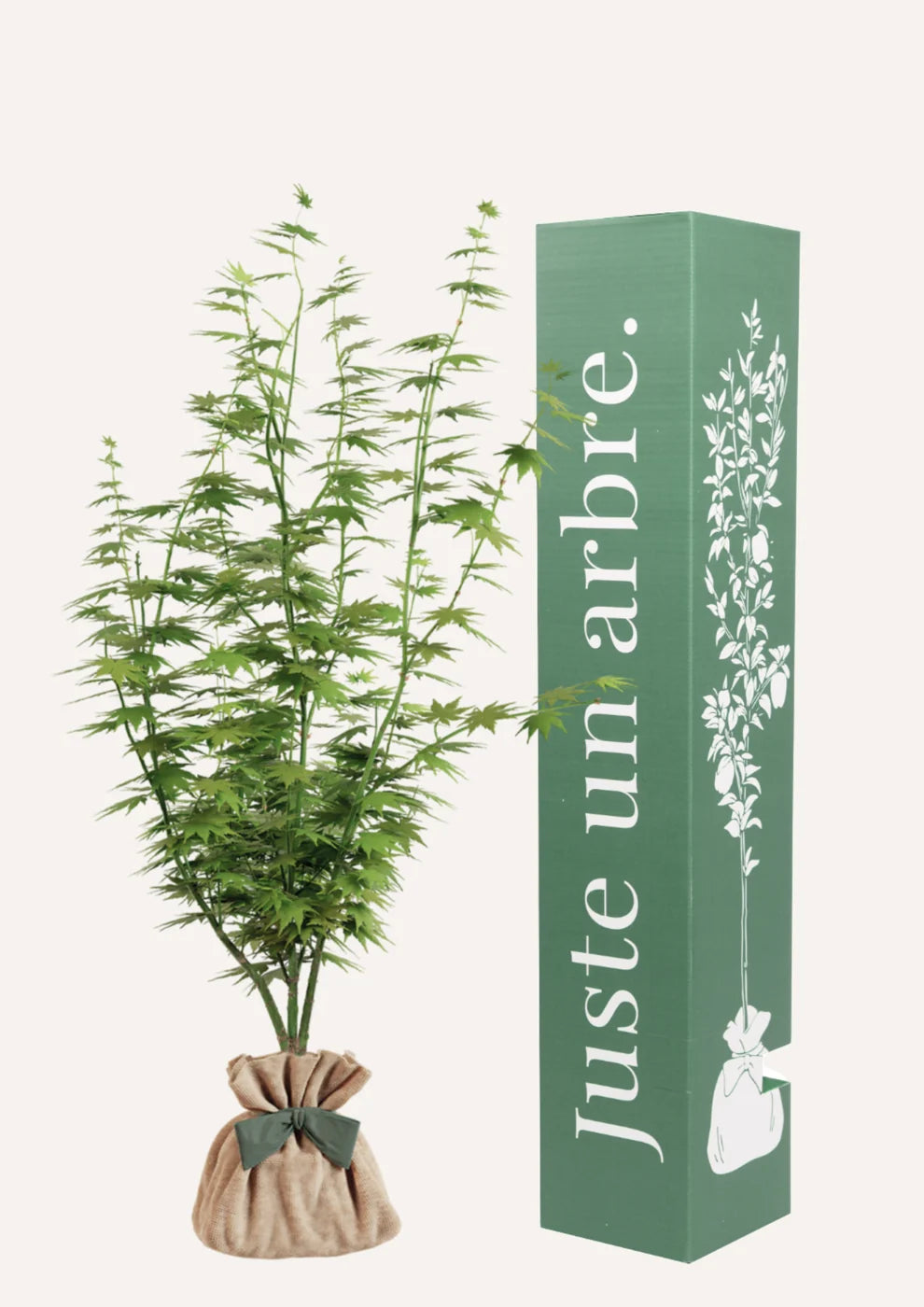 Ficha de mantenimiento: Arce japonés "Going Green"