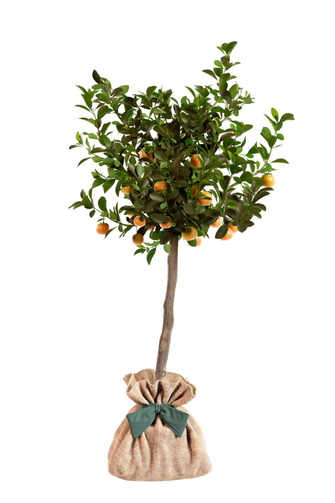 Ficha de mantenimiento del calamondín