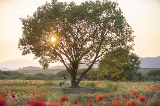 plantation arbre cadeau symbolique