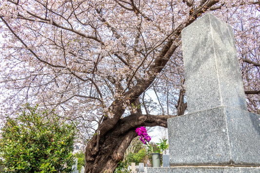 Arbre à planter en mémoire d’un proche – Juste un Arbre