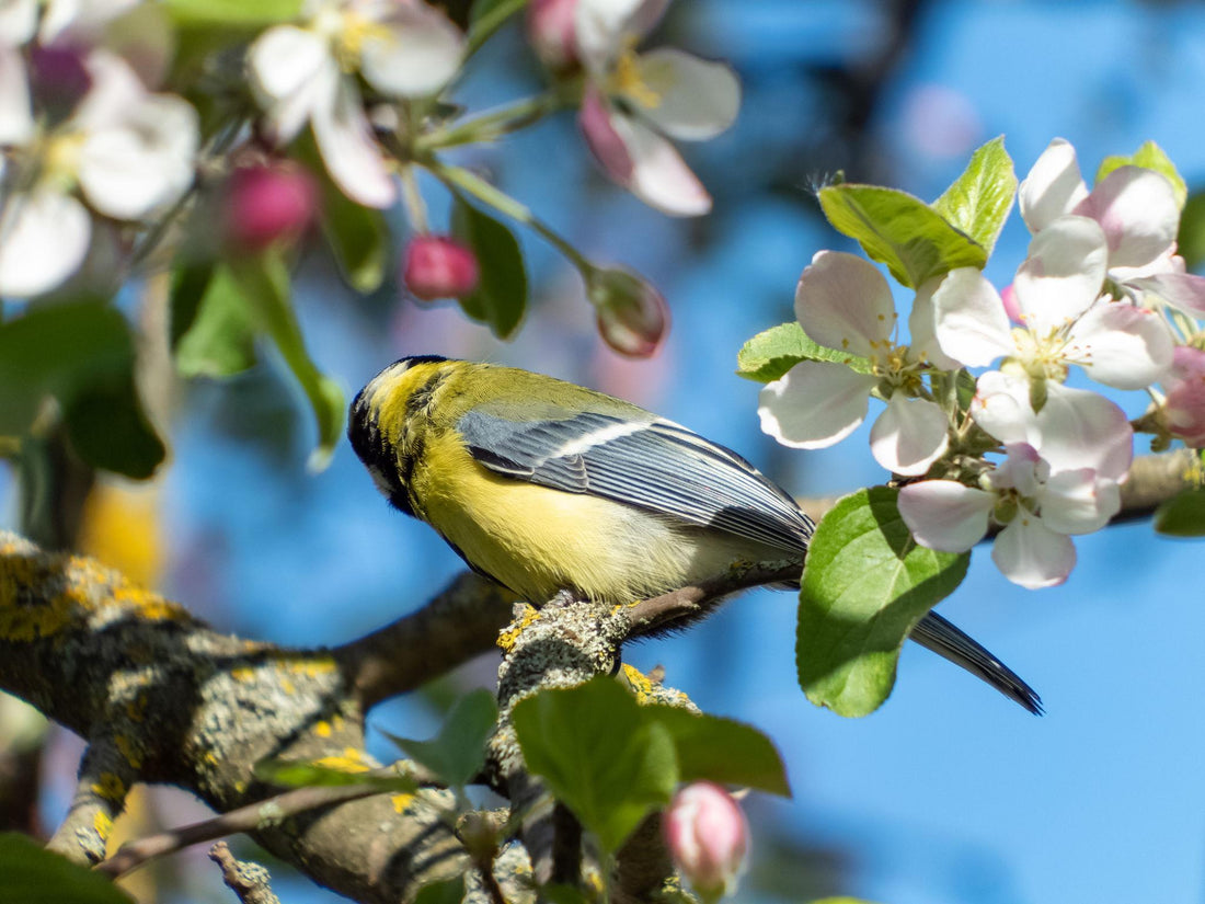 oiseau arbre fruitier