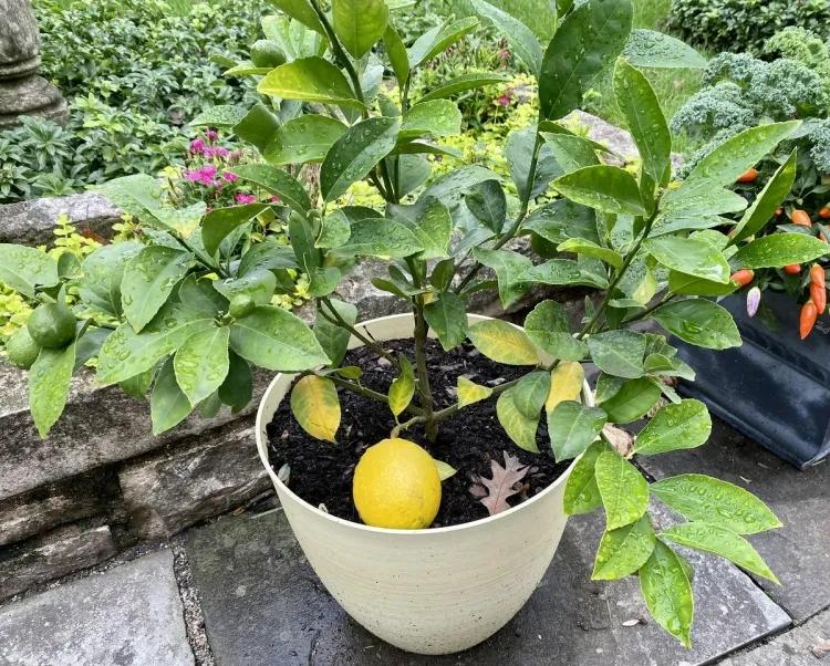 Petit jardin urbain : 6 arbres pour végétaliser votre extérieur