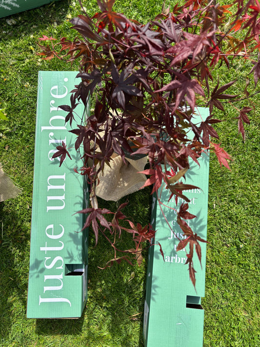 Remise symbolique d’un arbre à un collaborateur en entreprise, illustrant un cadeau durable et engagé dans une démarche écoresponsable.