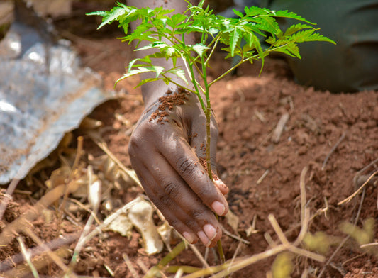 arbre-plantation-idées-cadeaux