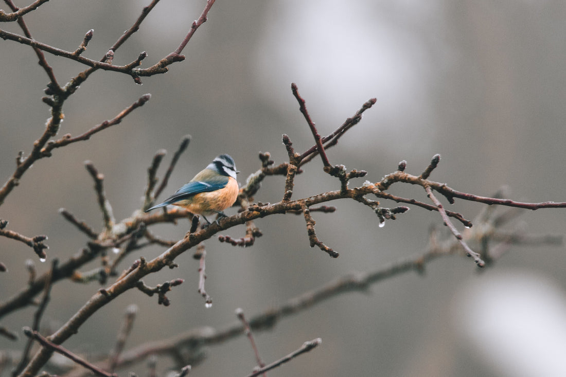 oiseau-arbre-idées-cadeaux