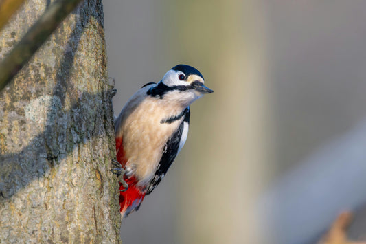 Les Meilleurs Arbres pour Attirer les Oiseaux et Favoriser la Biodiversité dans Votre Jardin