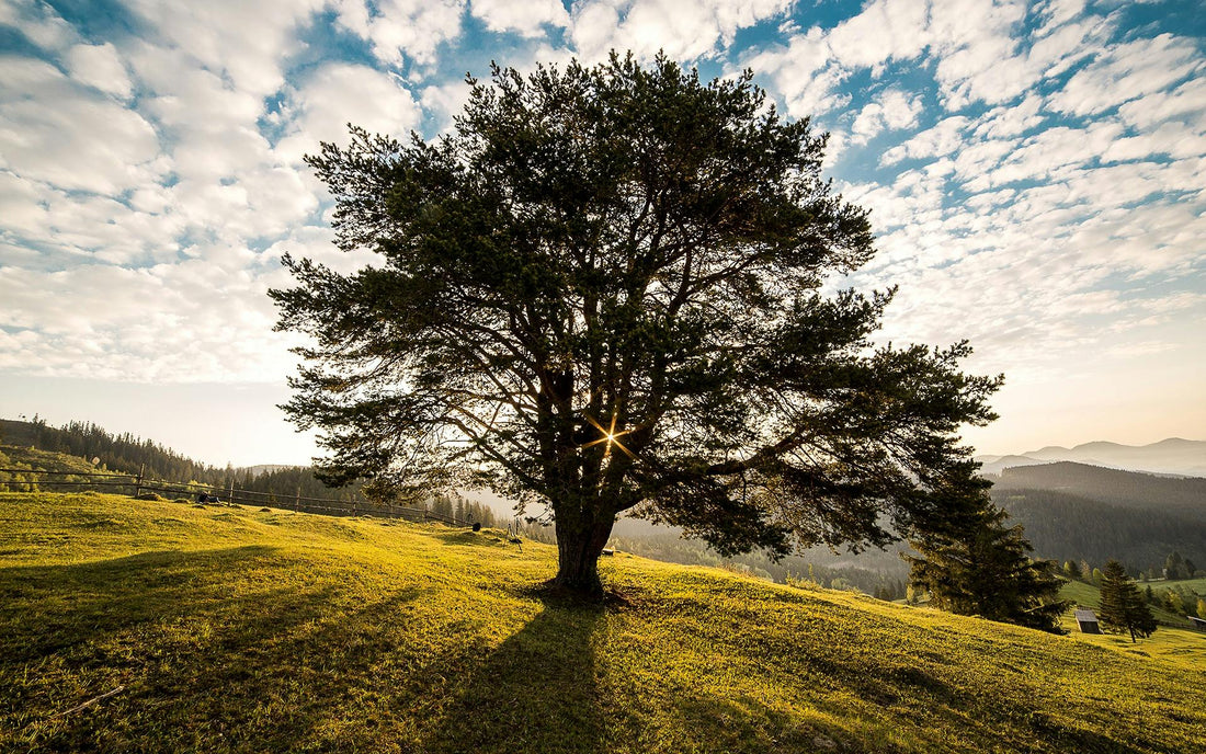 Vieil arbre centenaire majestueux illustrant la longévité naturelle selon les espèces.