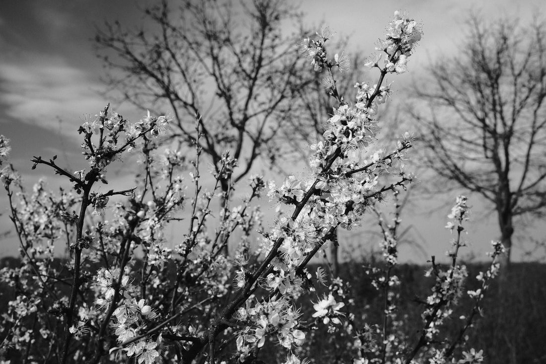 arbre-fruitier-idées-cadeaux