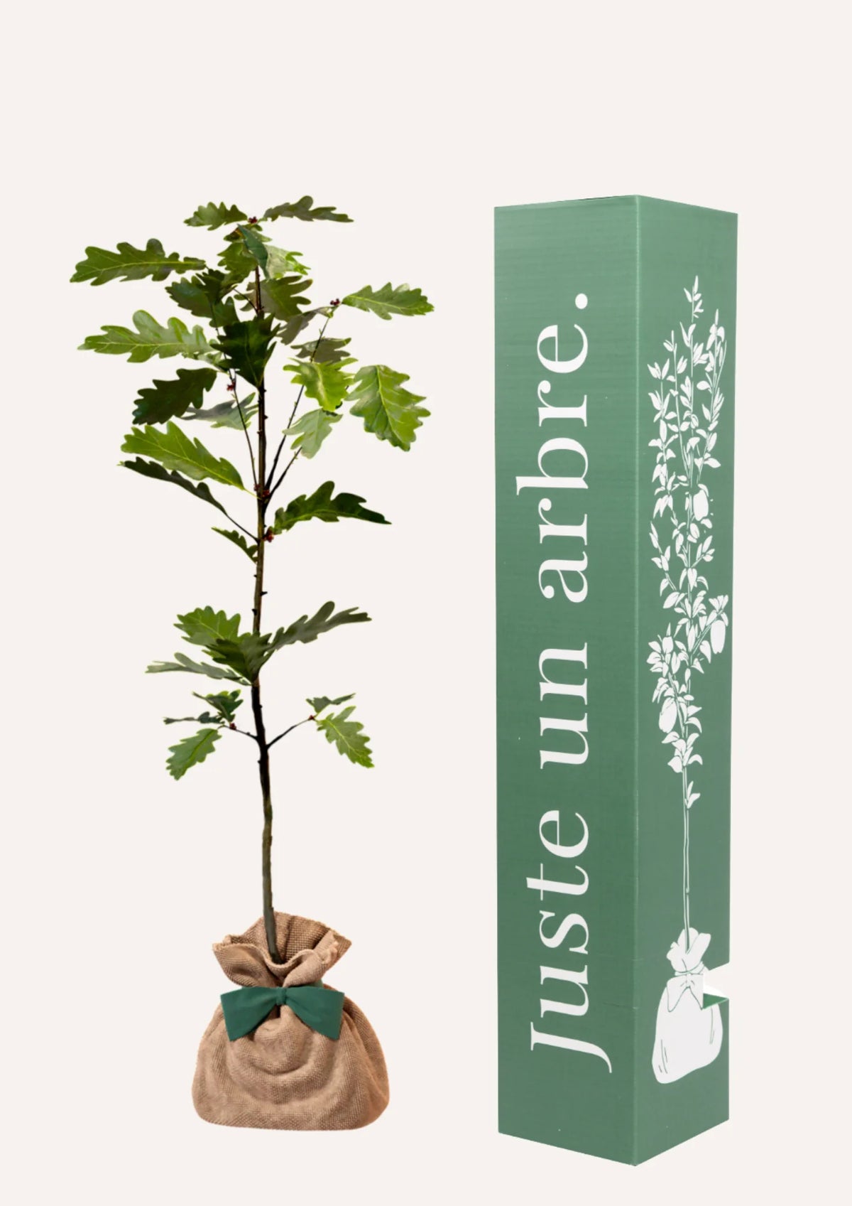 Ficha de mantenimiento: Roble