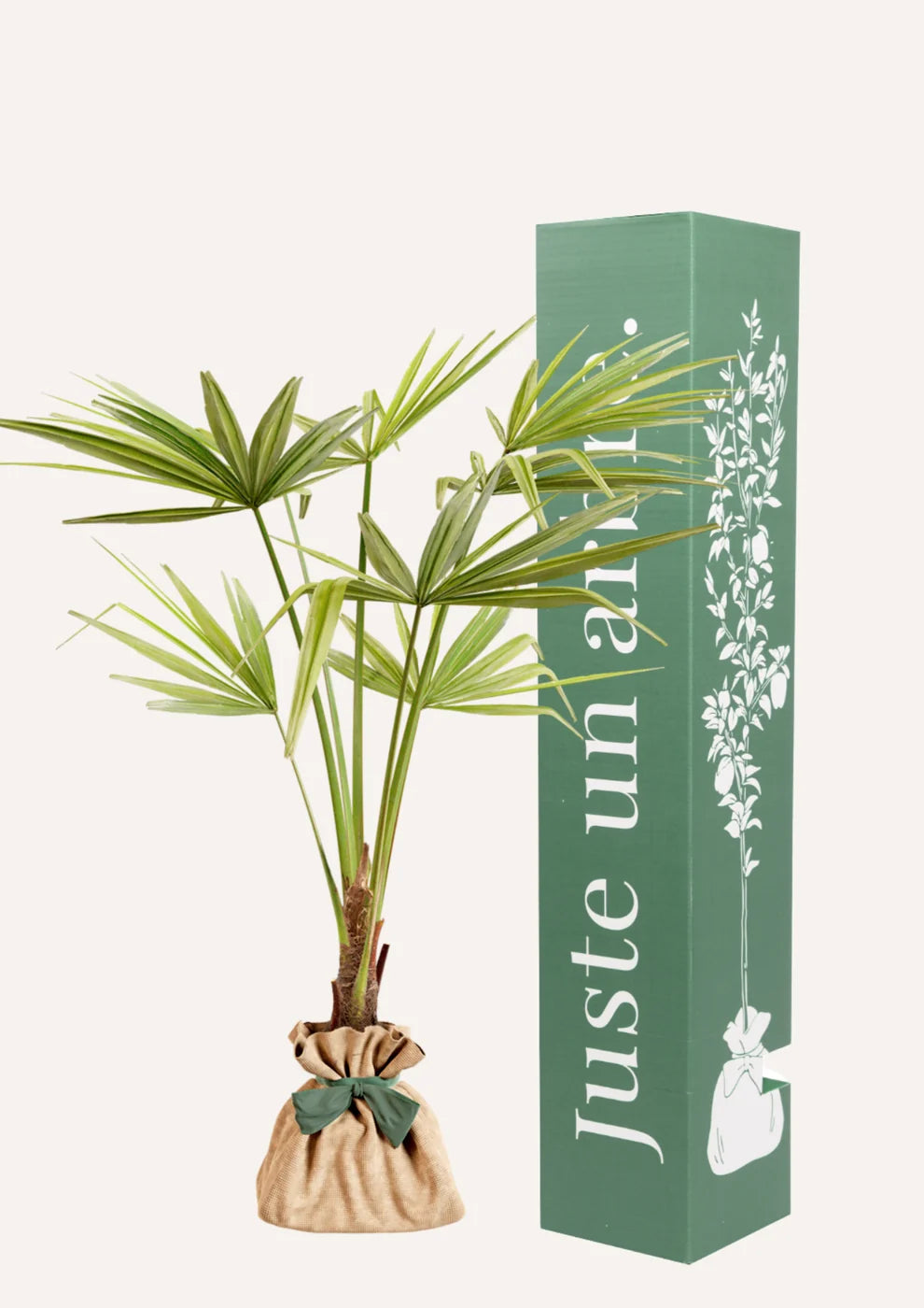 Ficha de mantenimiento: Palmera de abanico china