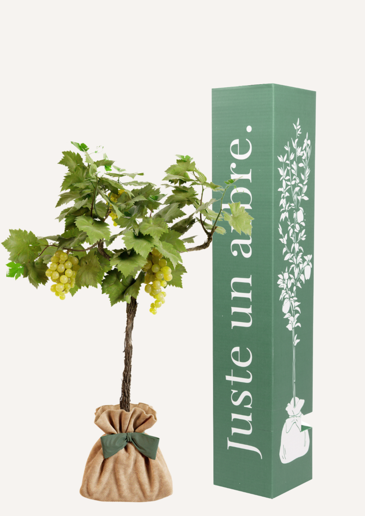 Vid "Chasselas Doré"