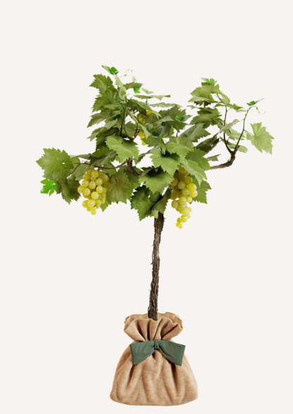Vid "Chasselas Doré"