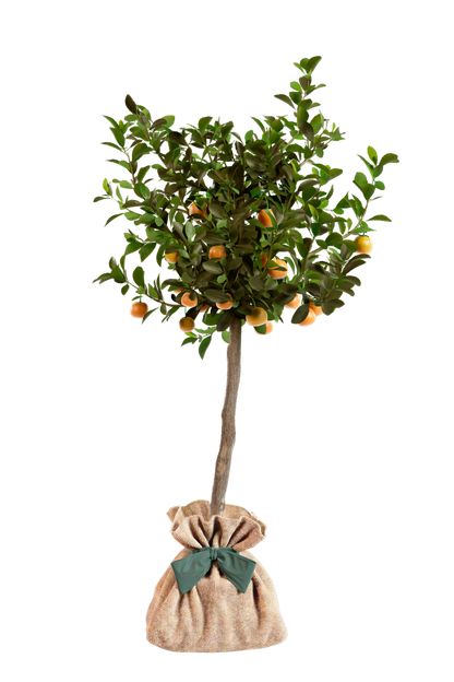 Ficha de mantenimiento del calamondín