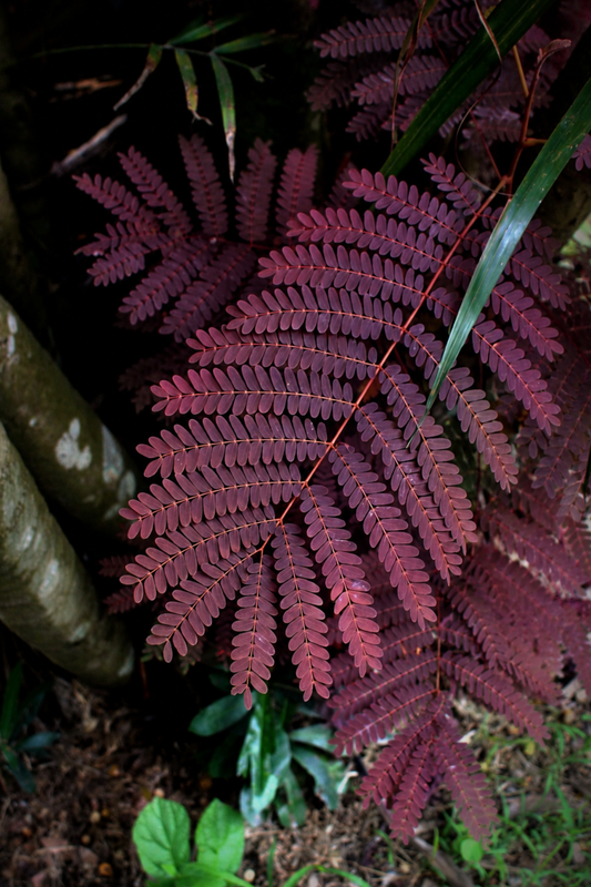 Ficha de mantenimiento: Albizia "Summer Chocolate"