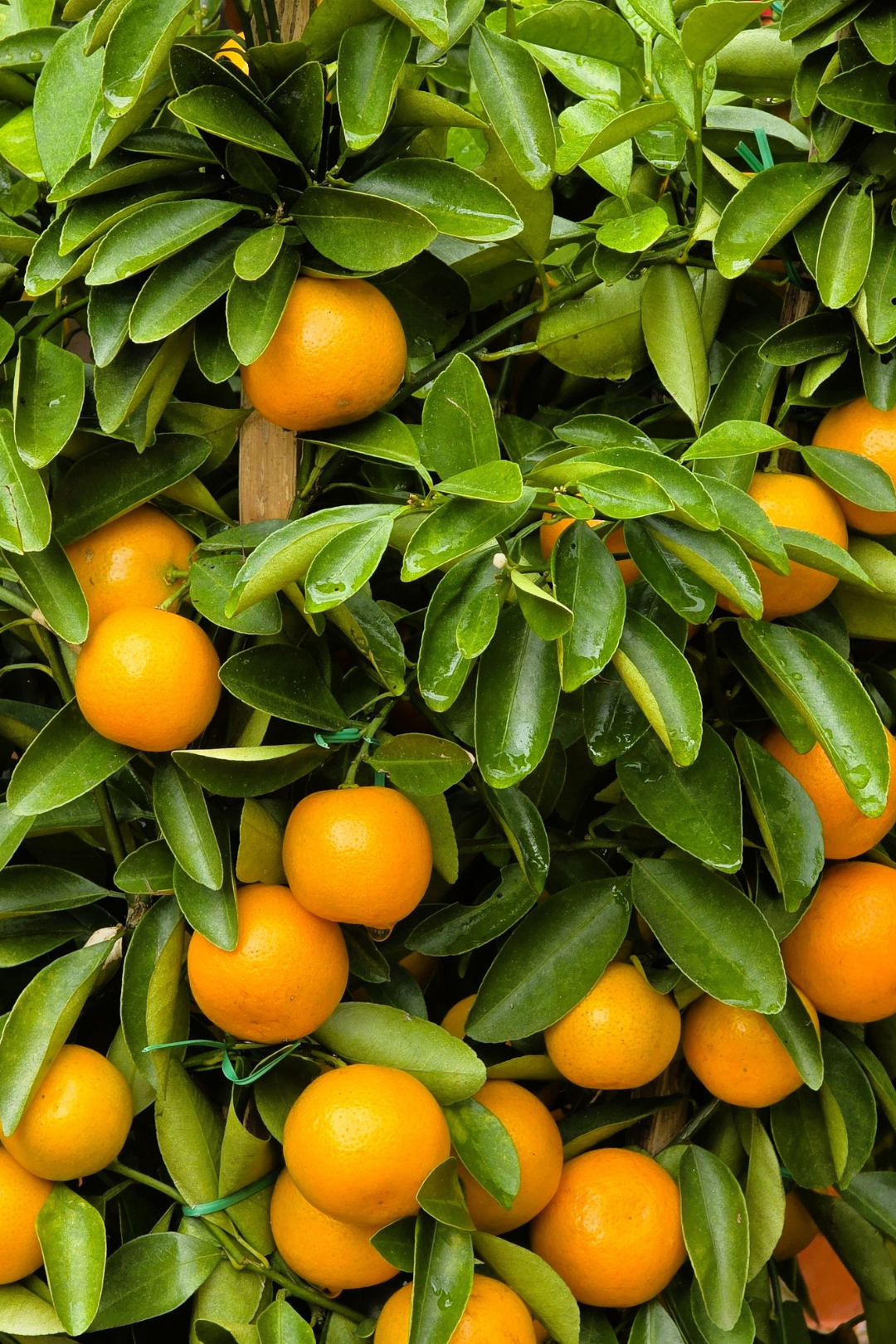 Ficha de mantenimiento del calamondín