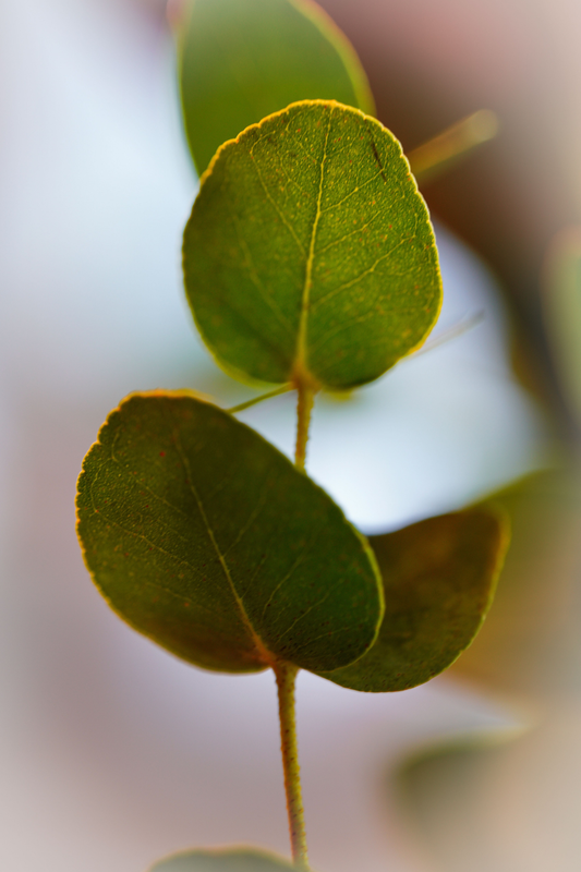 Ficha de mantenimiento del Eucalyptus "Gunnii"