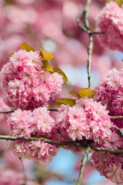 Ficha de mantenimiento: Cerezo de flor japonés "Kanzan"