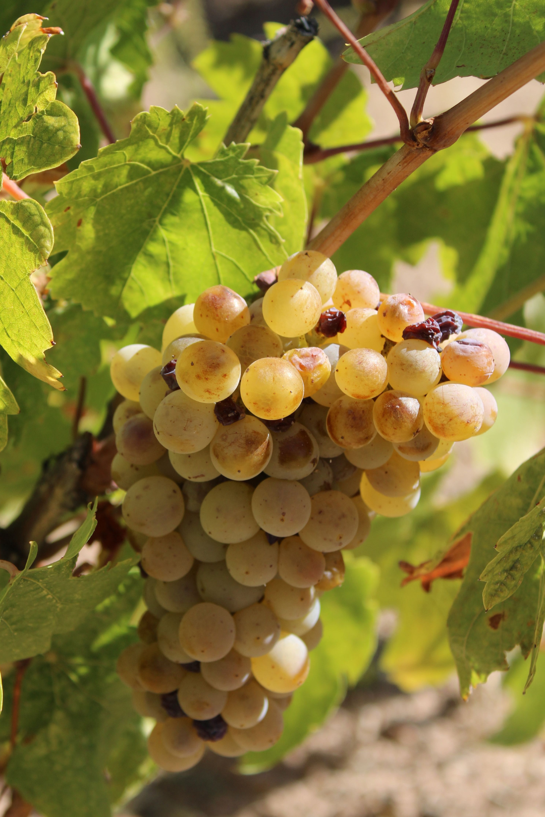 Ficha de mantenimiento de la vid "Chasselas Doré"