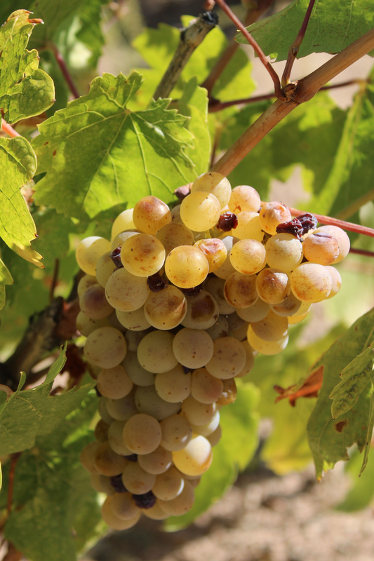 Ficha de mantenimiento de la vid "Chasselas Doré"