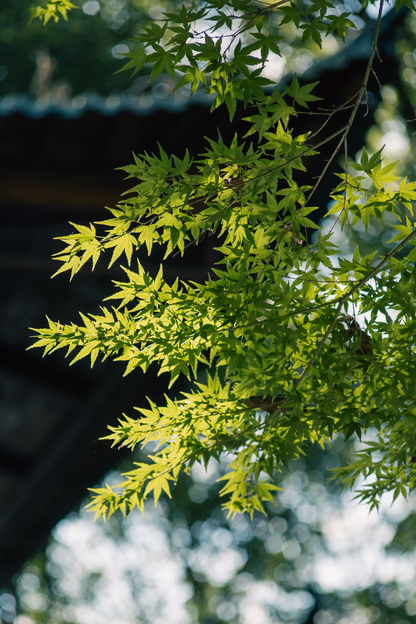 Ficha de mantenimiento: Arce japonés "Going Green"