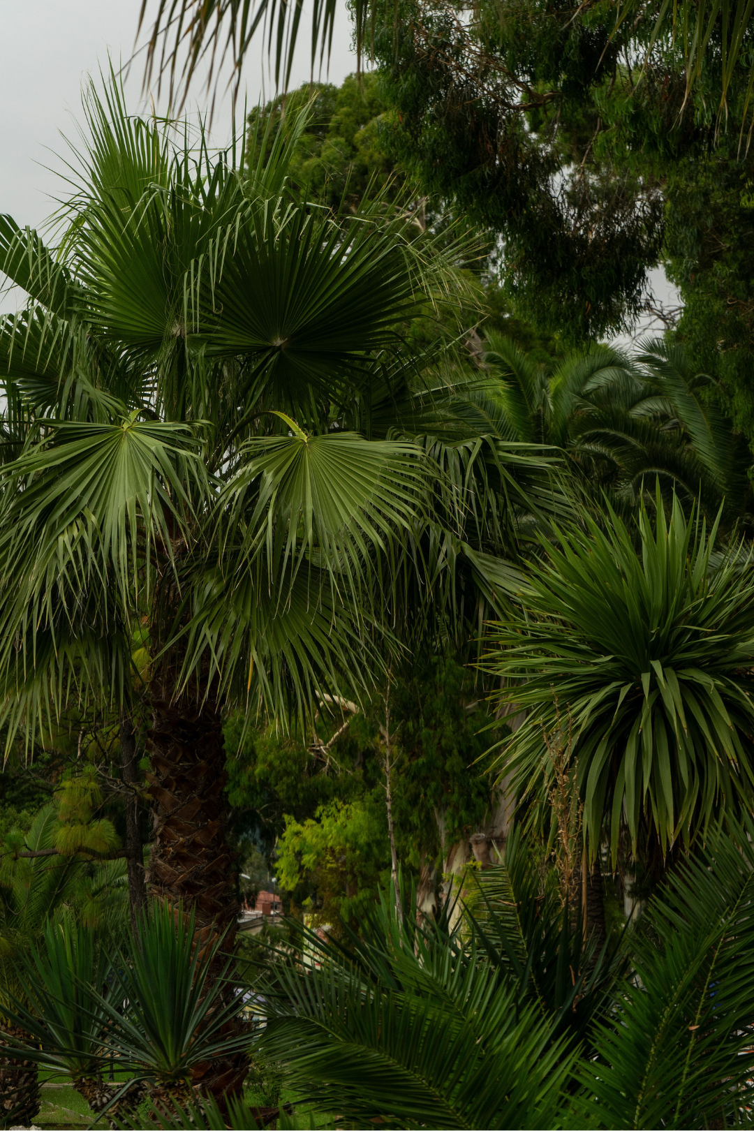 Ficha de mantenimiento: Palmera de abanico china