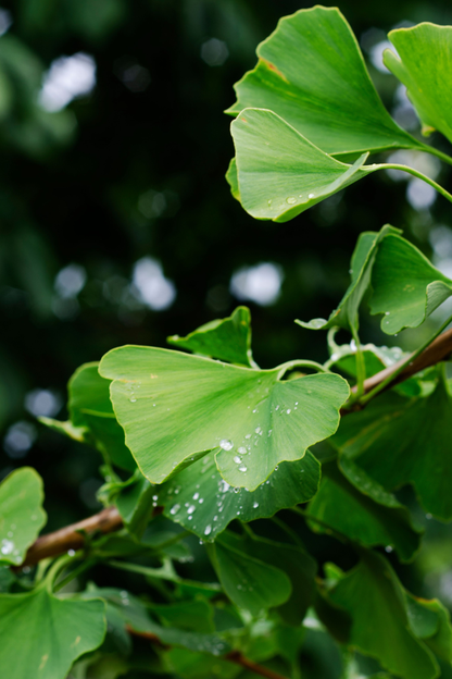 Ficha de mantenimiento: Ginkgo Biloba
