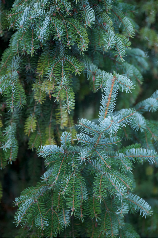 Ficha de mantenimiento: Picea