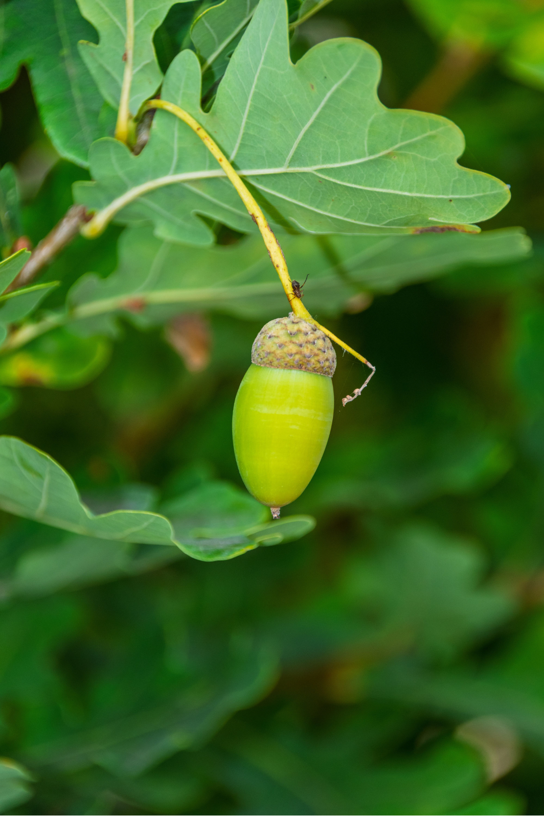 Ficha de mantenimiento: Roble