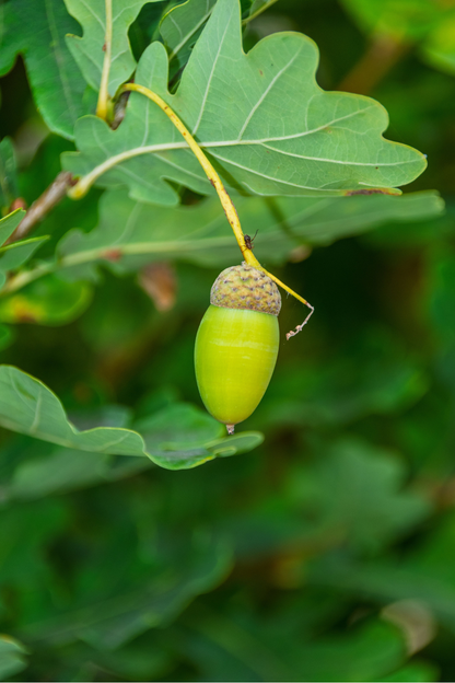 Ficha de mantenimiento: Roble