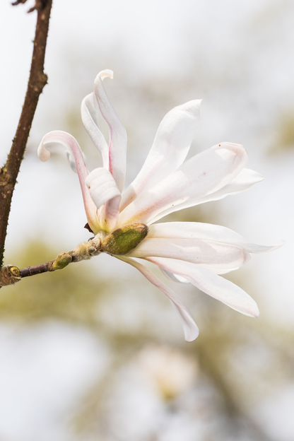 Ficha de mantenimiento: Magnolia estrellada