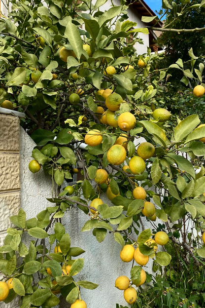 Ficha de mantenimiento: Limonero de las 4 estaciones